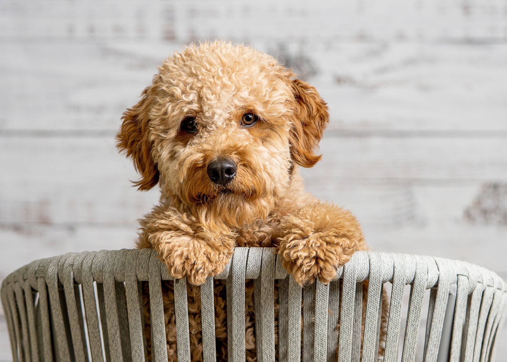Factors that Influence Goldendoodle's Protective Nature