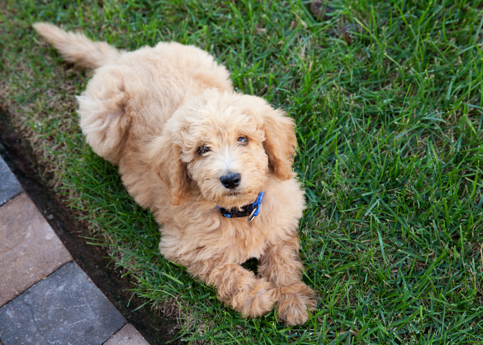 How Often Should I Clean My Goldendoodle's Ears?