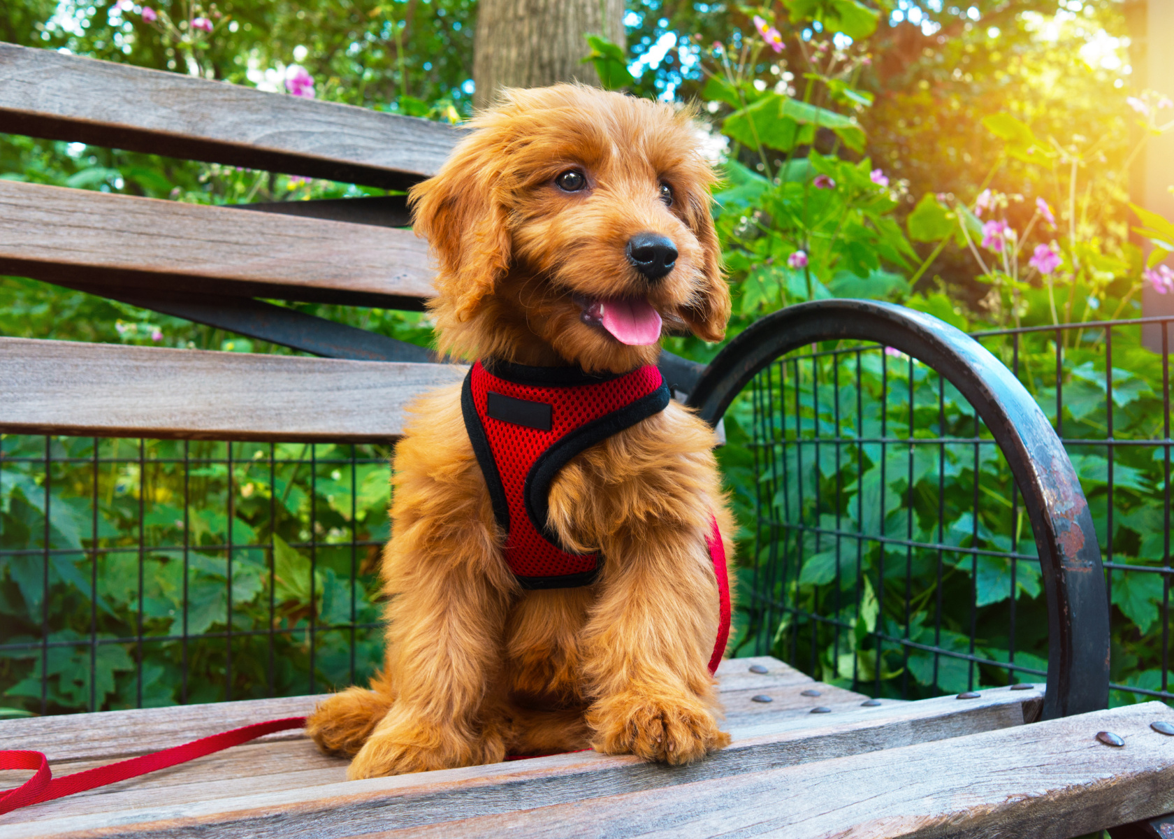 How to Clean Goldendoodle Ears? 3 Simple Steps with Tips