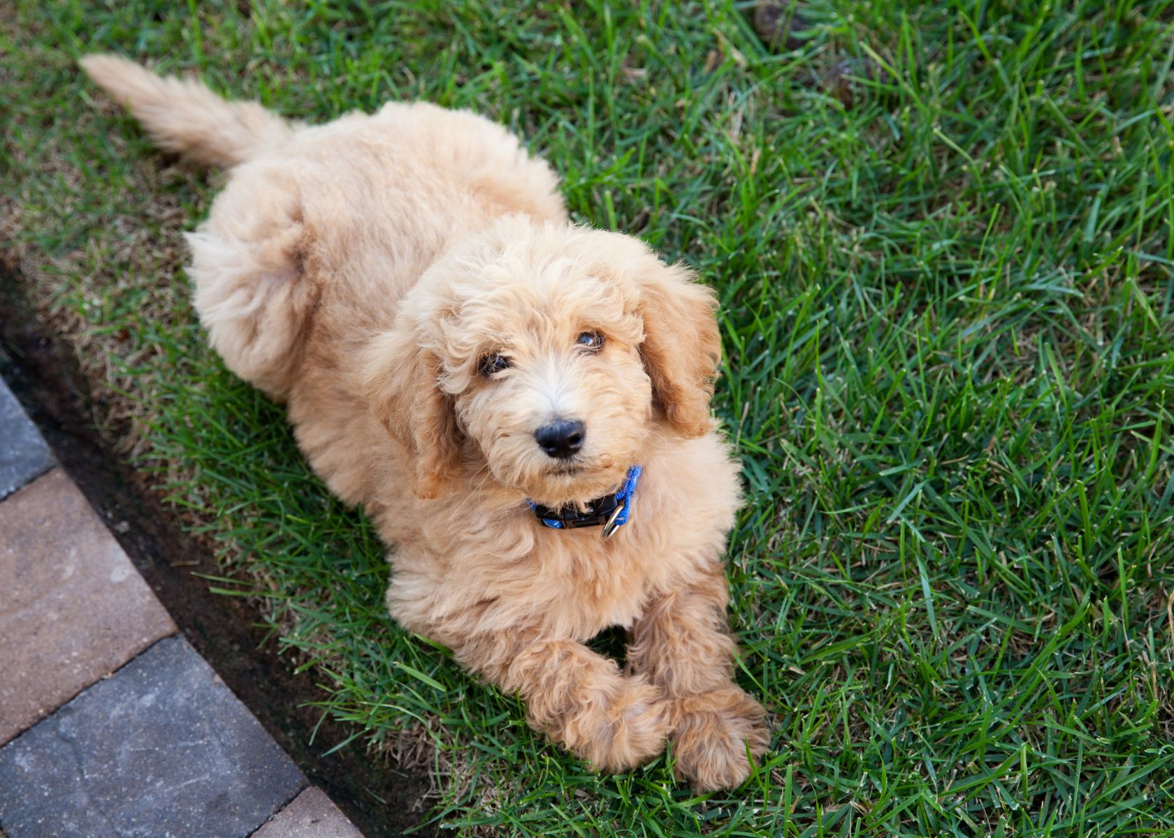 Training Tips for Developing Protective Behavior in Goldendoodle