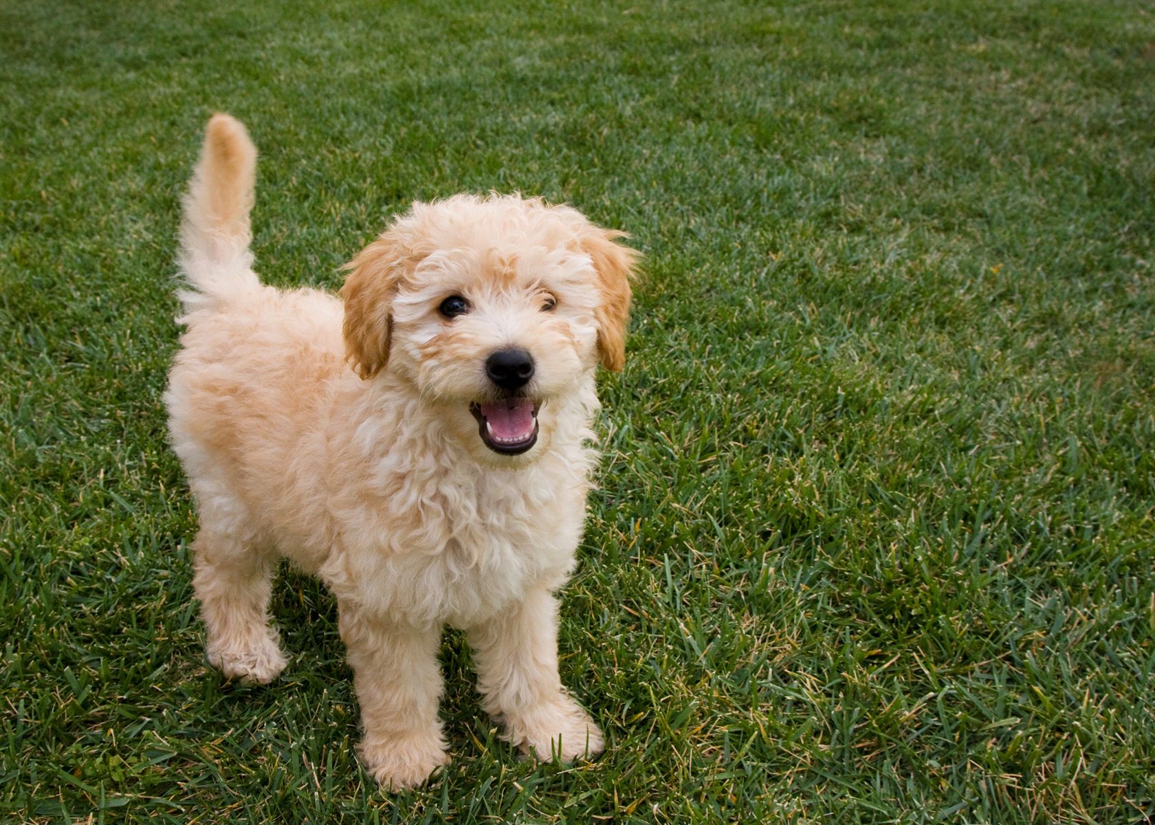 Caring for a Pregnant Goldendoodle