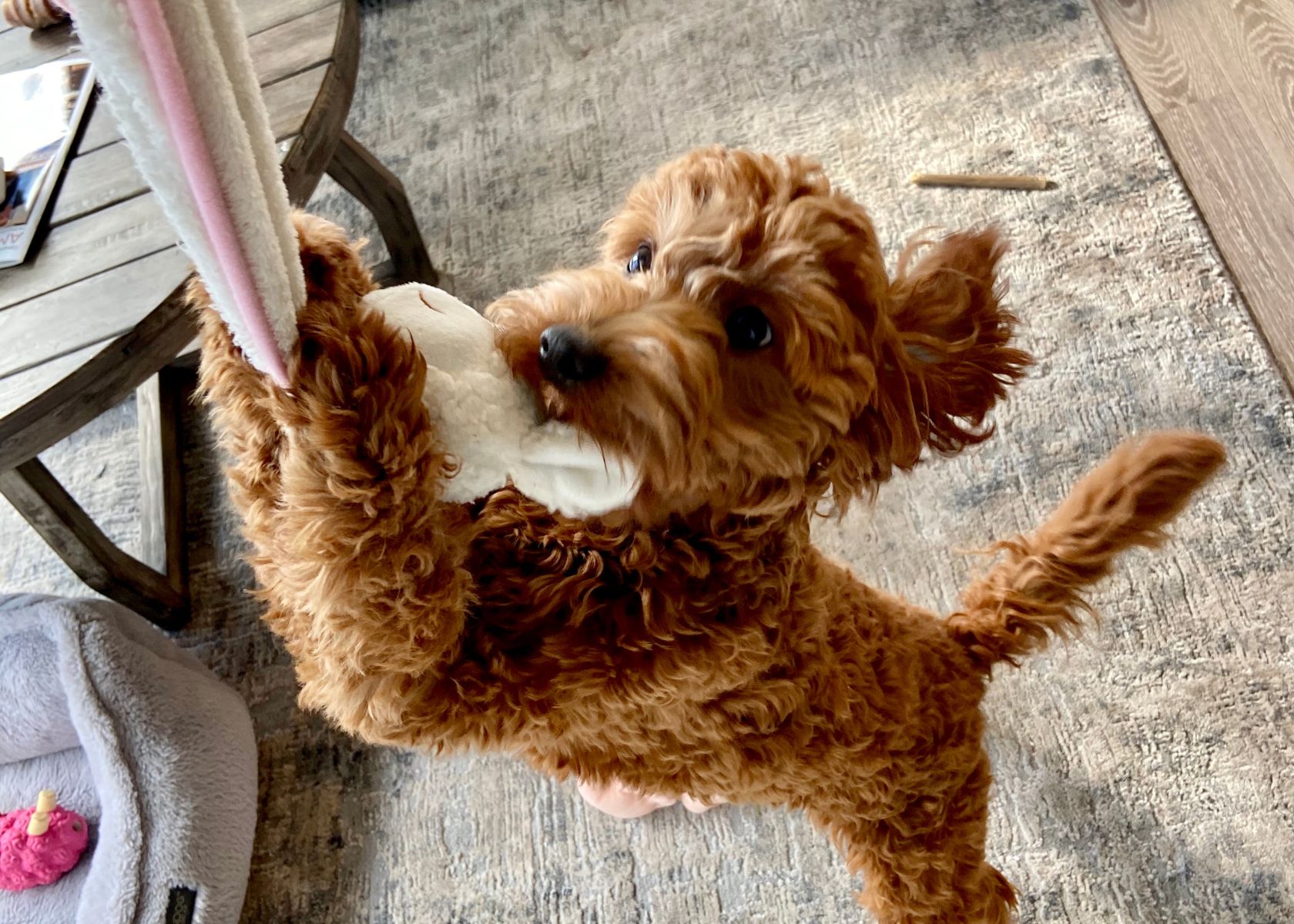 Do Goldendoodles Have Sensitive Stomachs? [Goldendoodle Digestion]