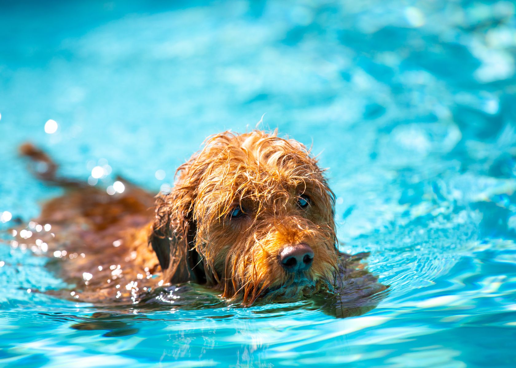 Are Goldendoodles good swimmers?