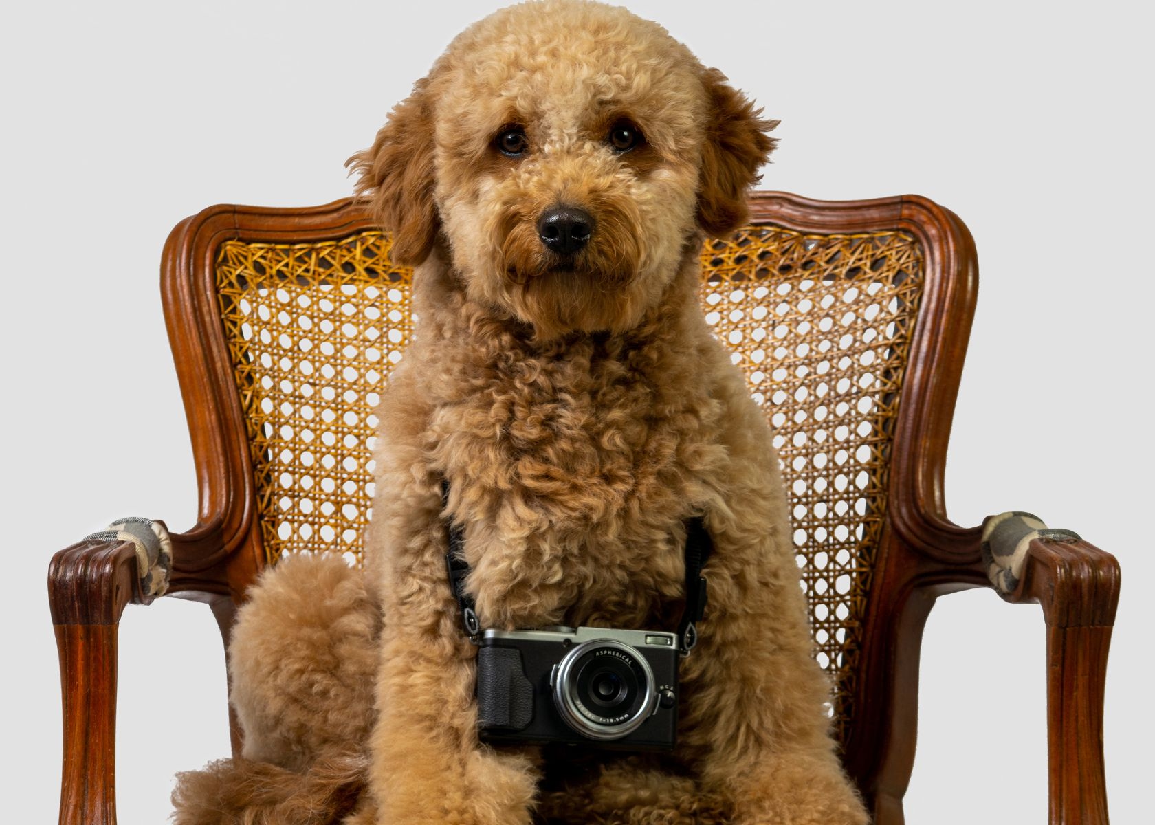 Do Mini Goldendoodles Bark a Lot? Goldendoodle Facts