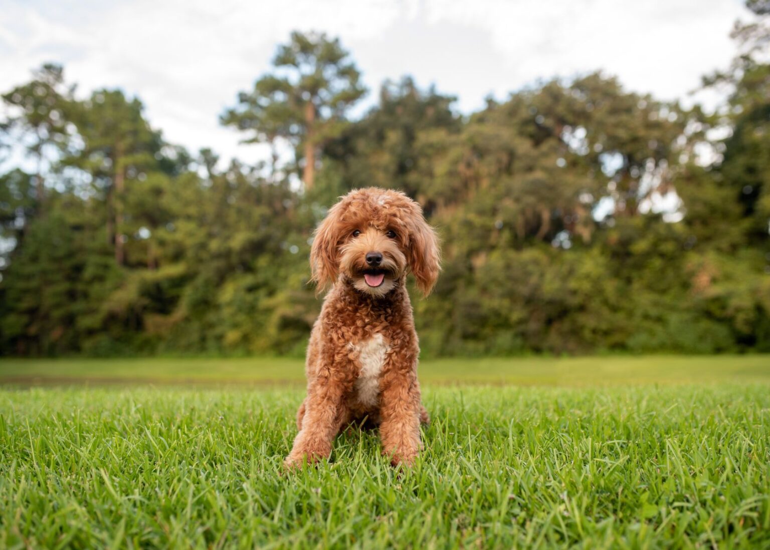Do Mini Goldendoodles Bark a Lot? Goldendoodle Facts