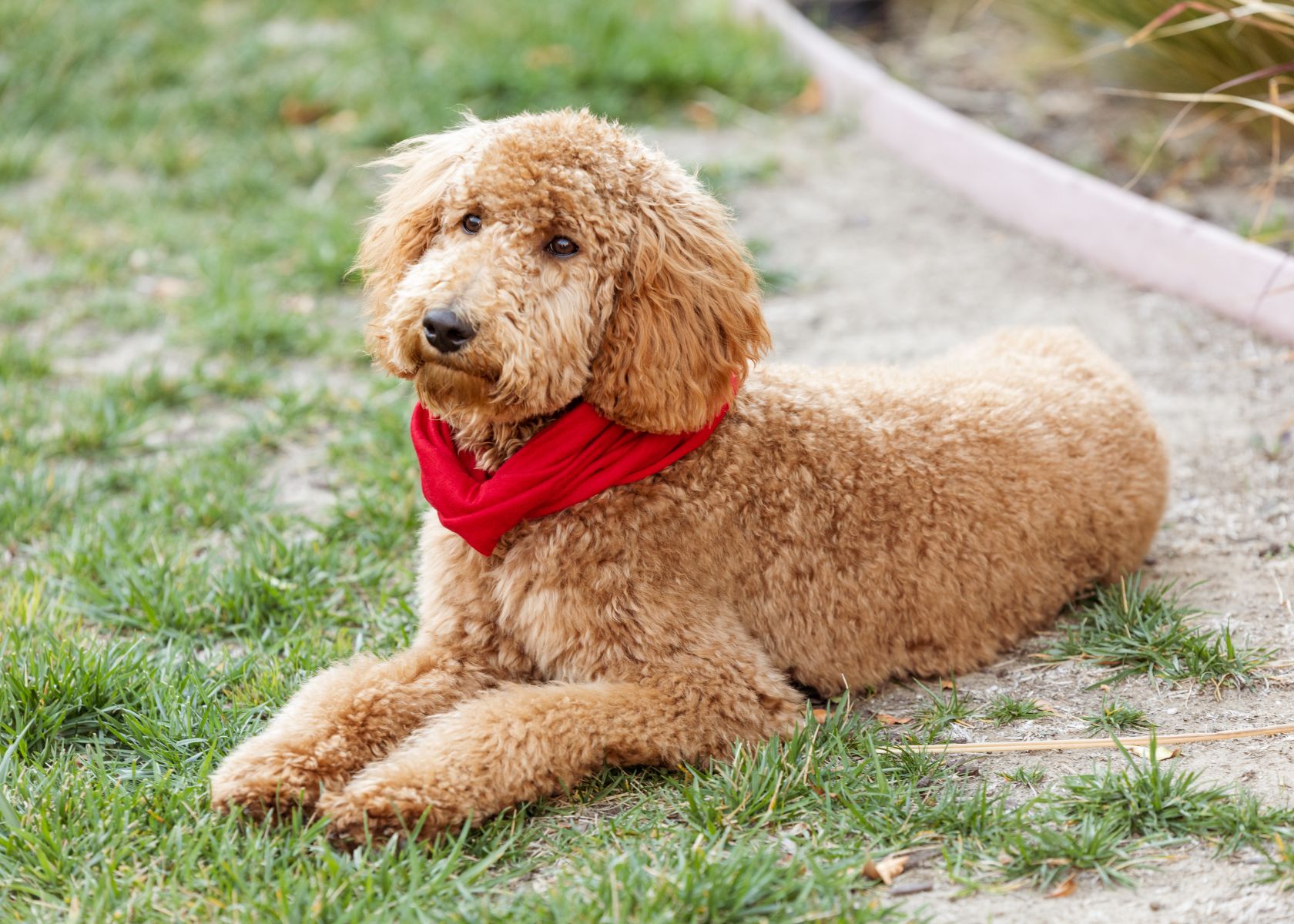 How Long Are Goldendoodles Pregnant?