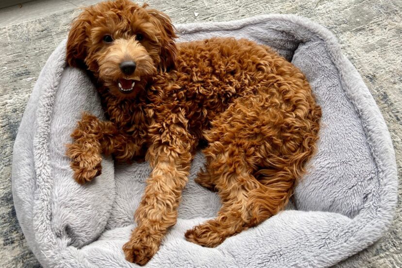 How Long Are Goldendoodles Pregnant?