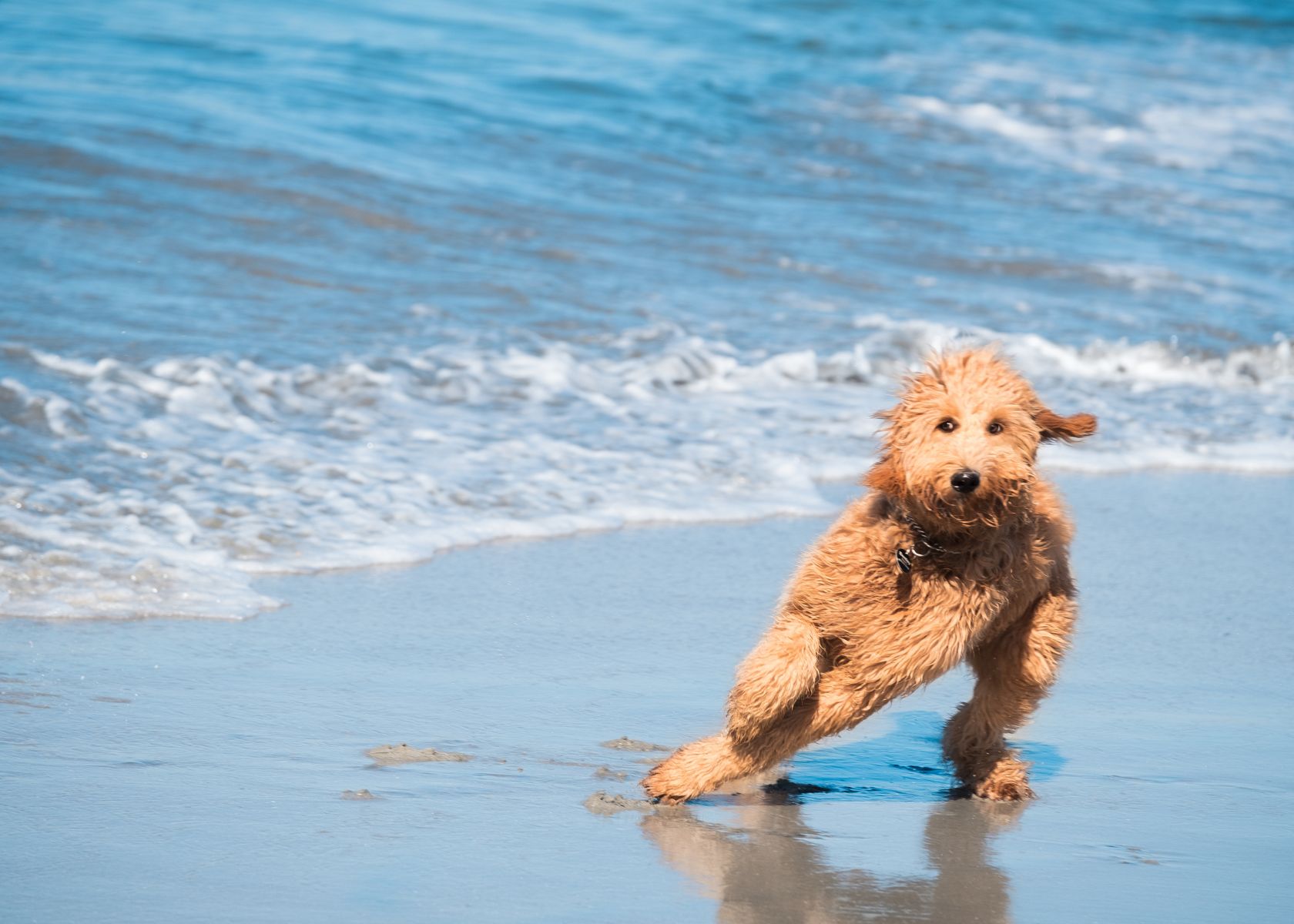 Introduce Your Goldendoodle to Water