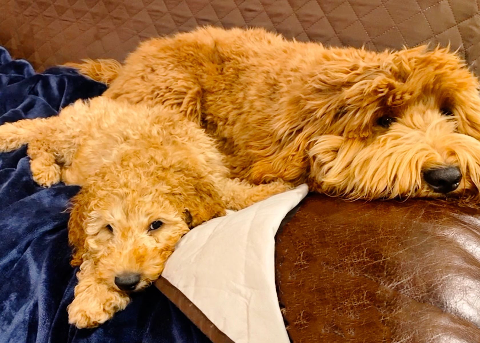 Tips for Promoting Healthy Sleep for Your Goldendoodle