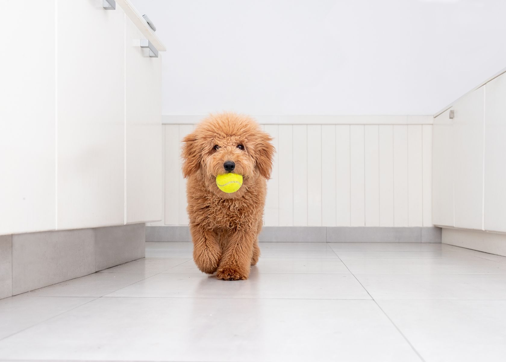 Tips to Manage and Reduce Mini Goldendoodle Barking