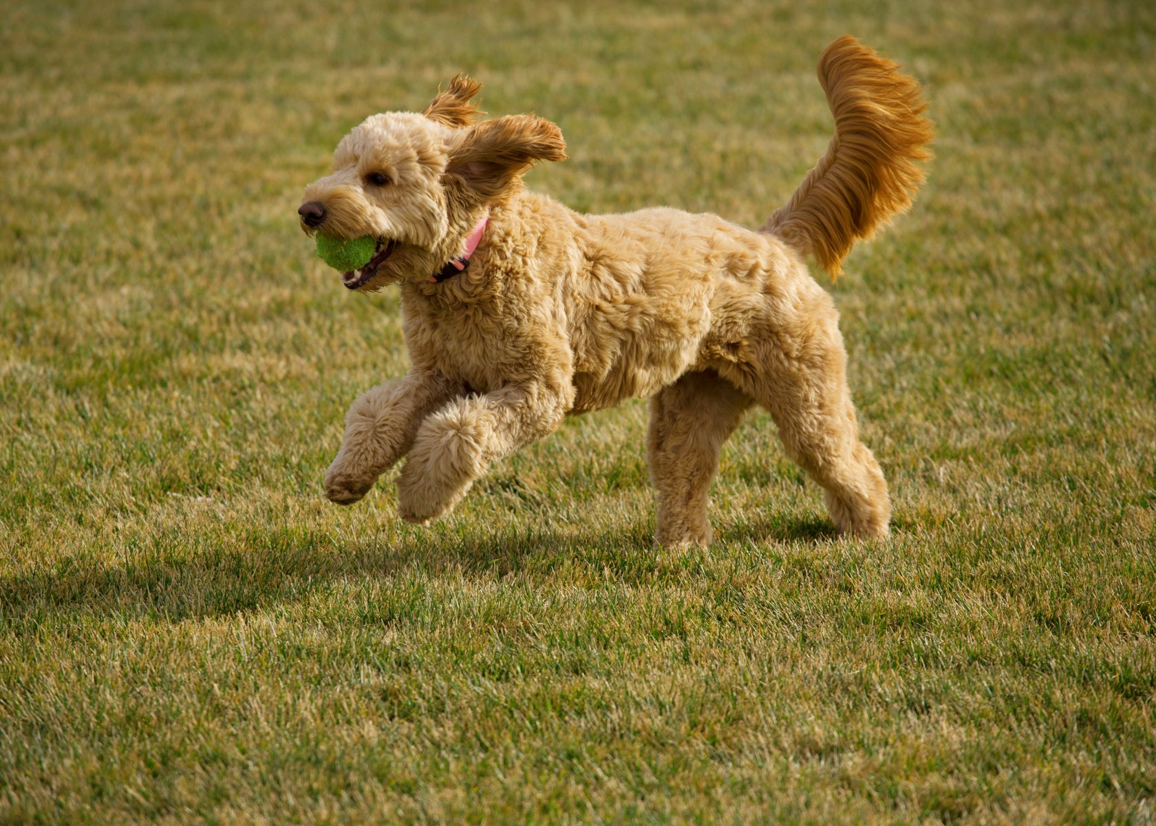 Average Running Speed of Goldendoodles Breed