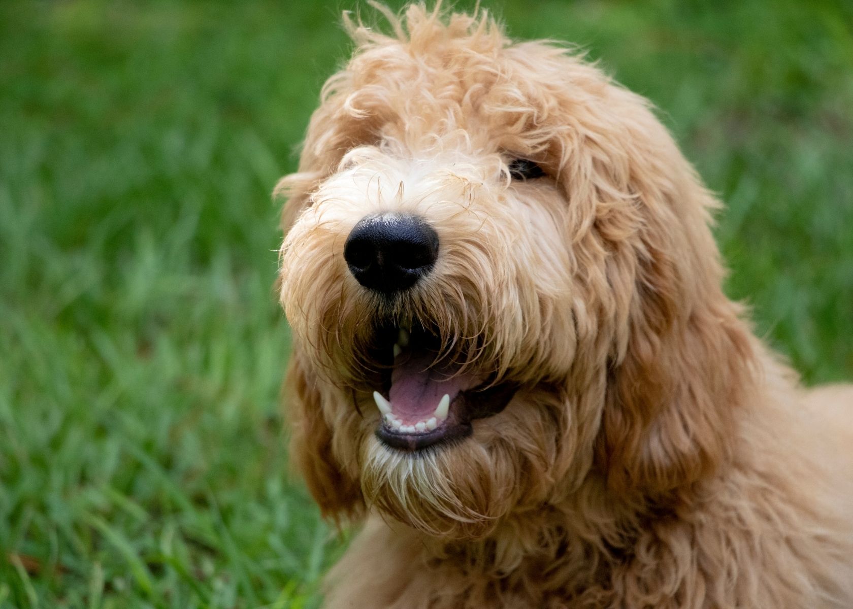 Common Causes Why Goldendoodles Become Aggressive