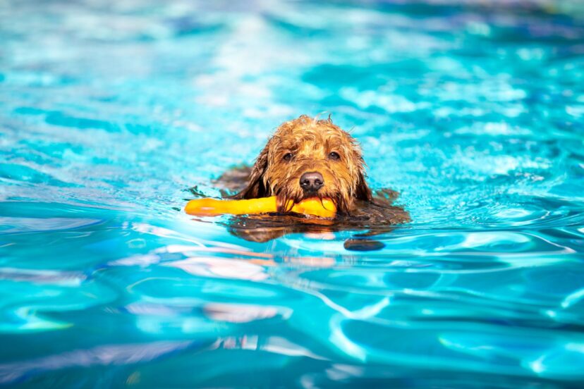 Do Goldendoodles Like Water? Plus Goldendoodles Swimming Tips
