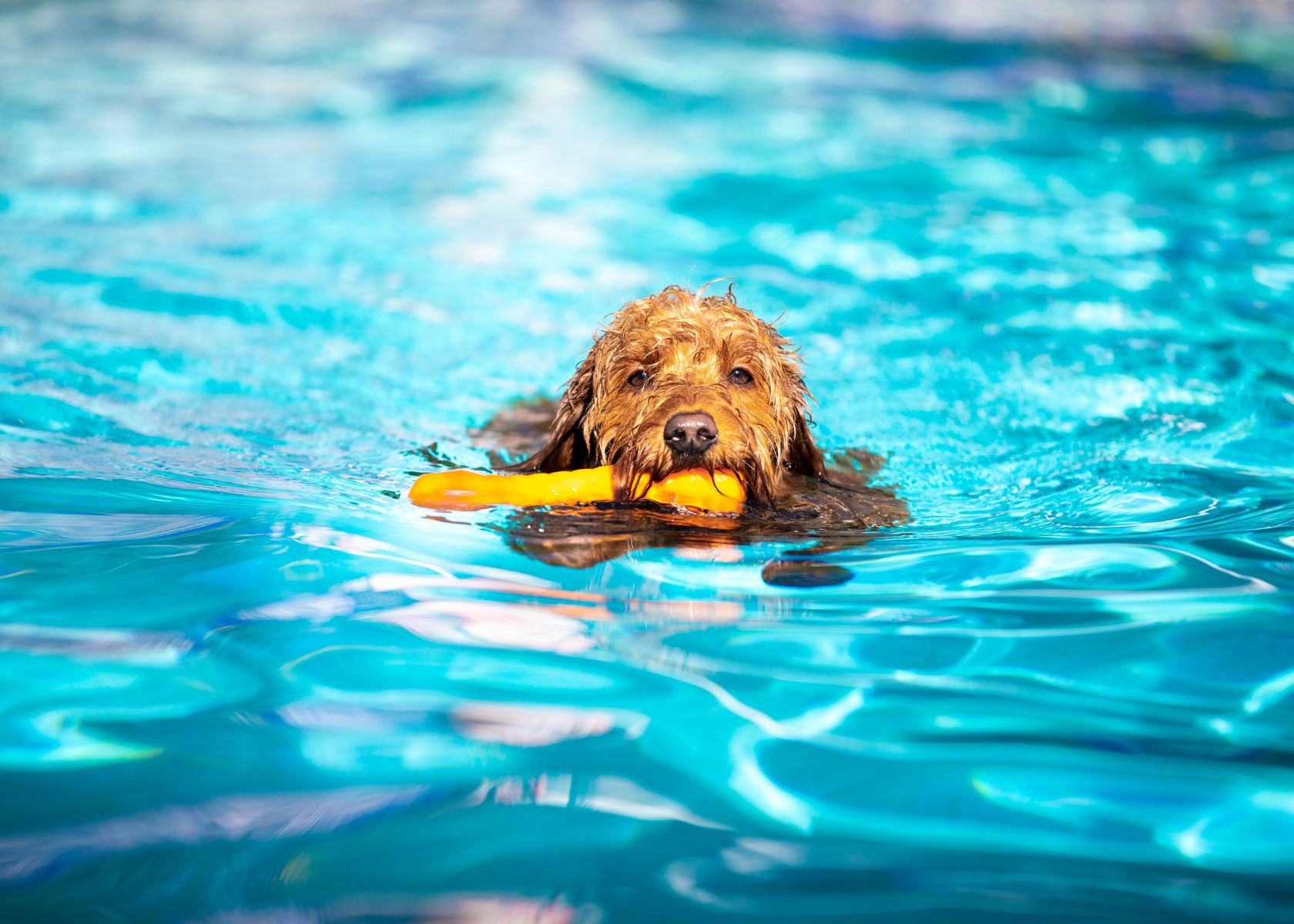 Do Goldendoodles Like Water? Plus Goldendoodles Swimming Tips