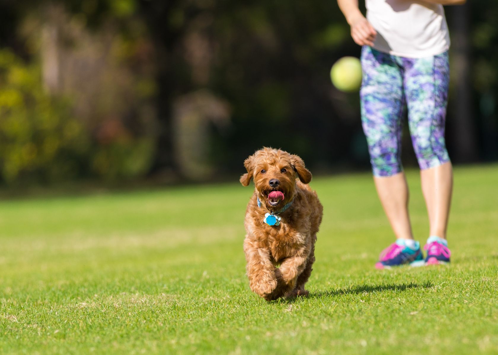 Factors That Affect a Goldendoodle's Running Speed