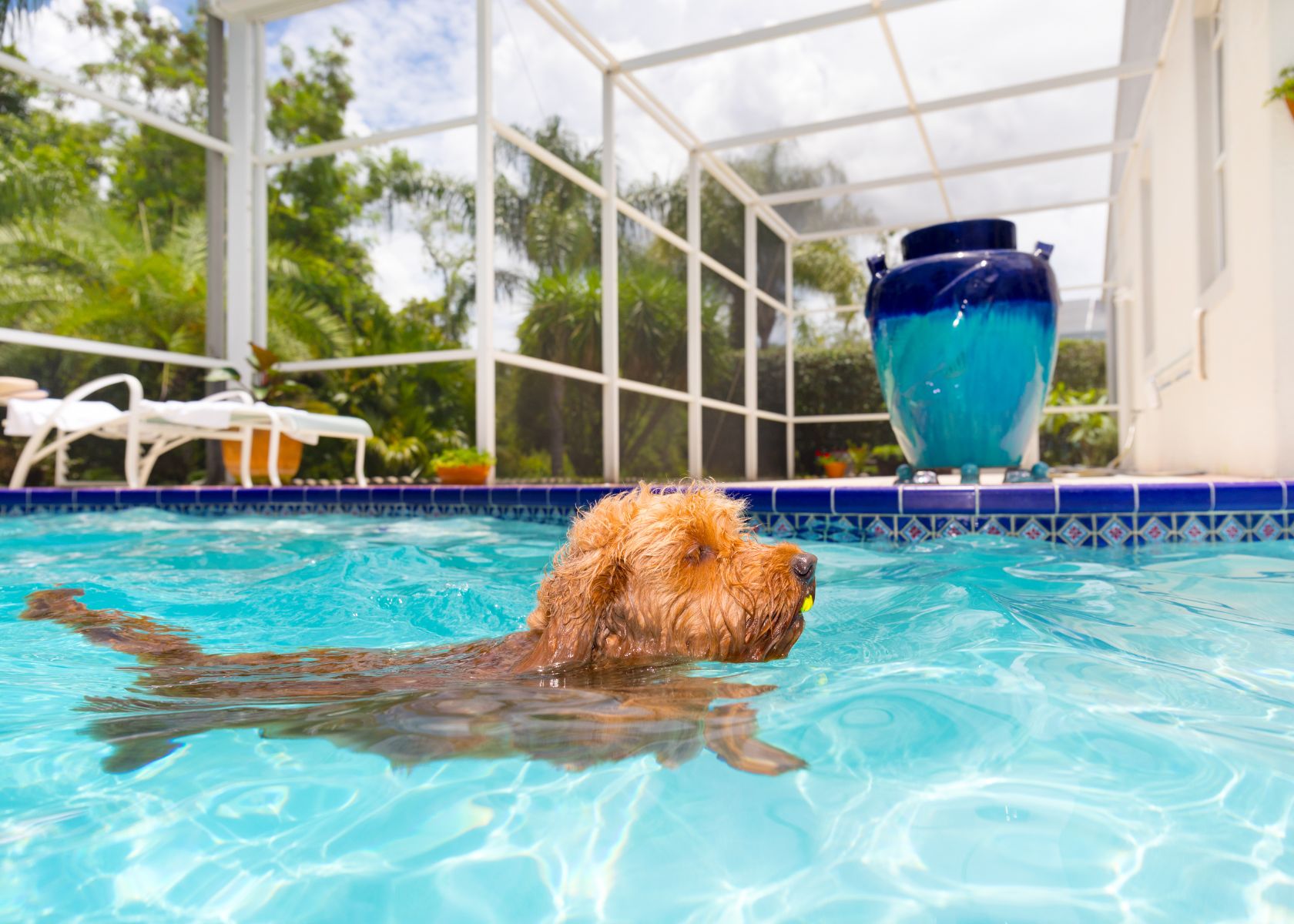Goldendoodle Swimming Abilities