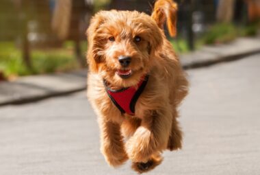 How Fast Can a Goldendoodle Run?