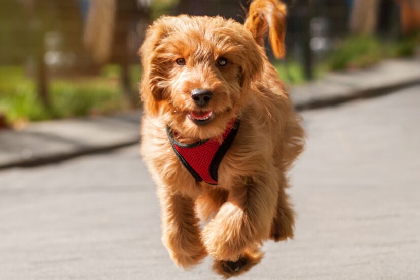 How Fast Can a Goldendoodle Run?