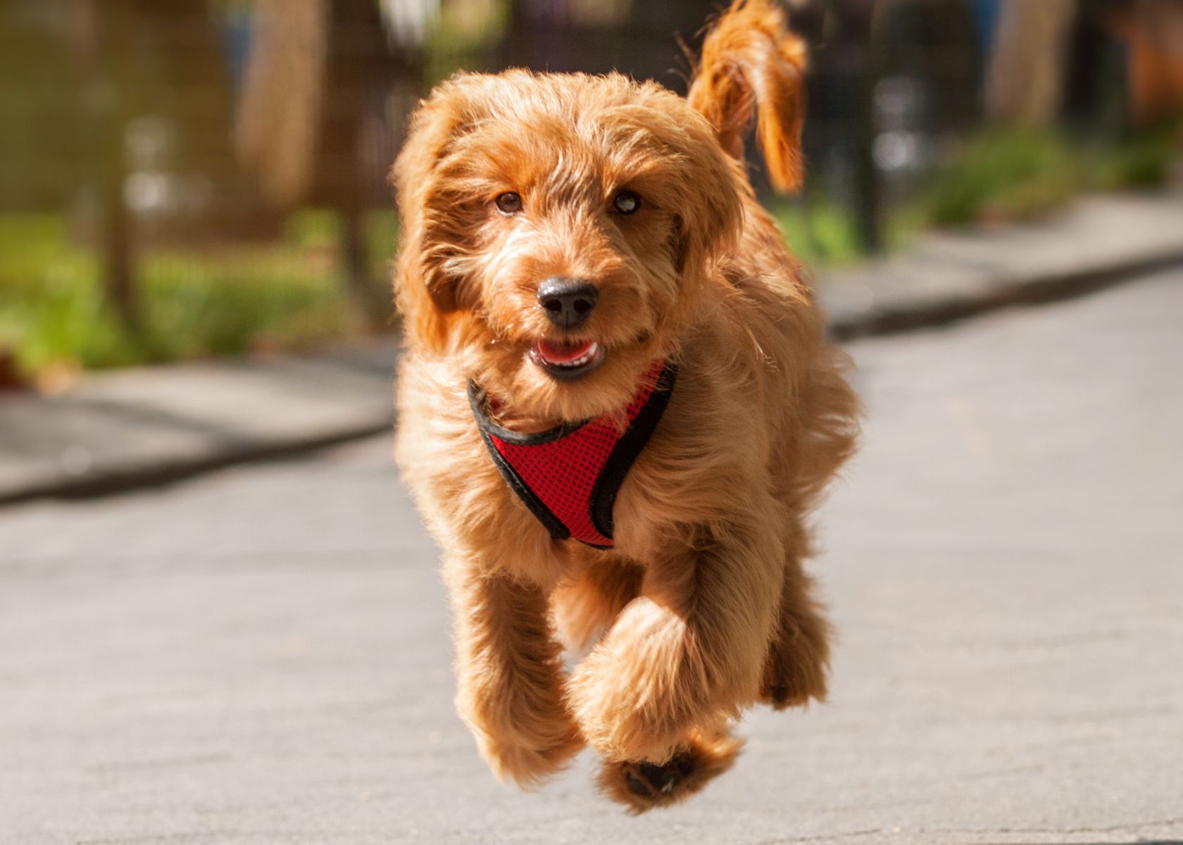 How Fast Can a Goldendoodle Run? [Mini Goldendoodle Included]
