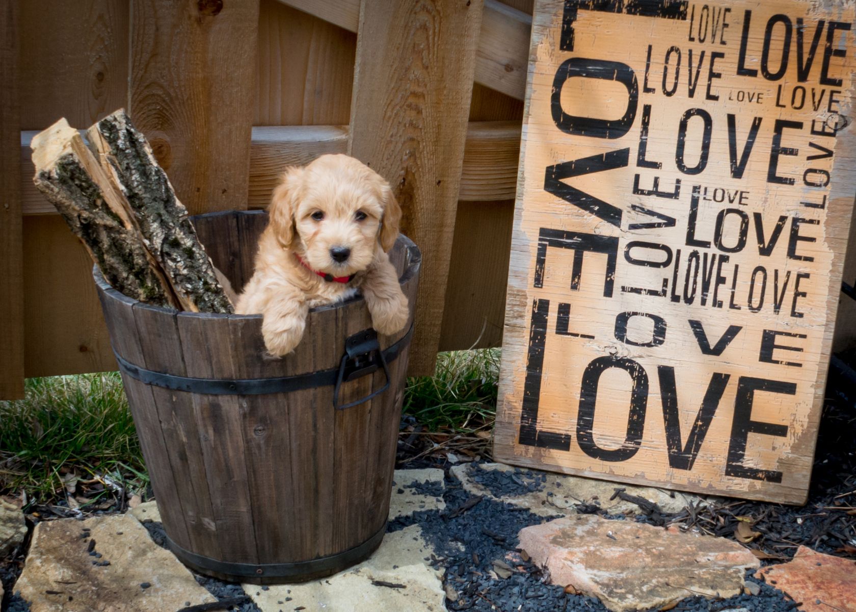 How Long Do Mini Goldendoodles Live? [Mini Goldendoodle Lifespan]