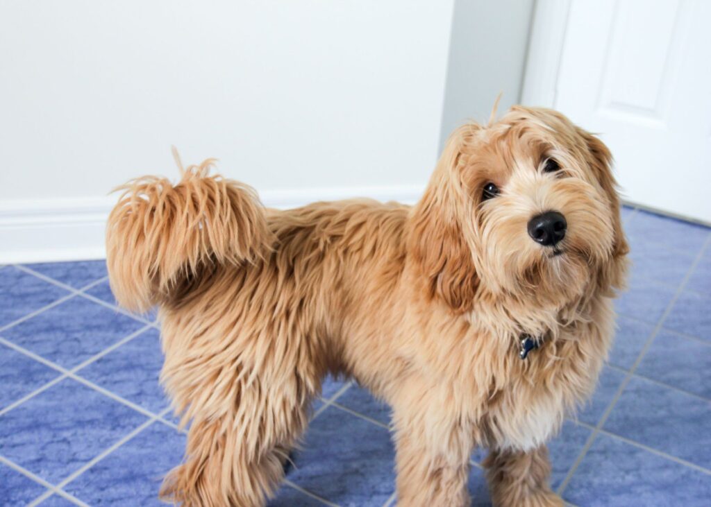 How to Estimate Your Goldendoodle's Full Size?