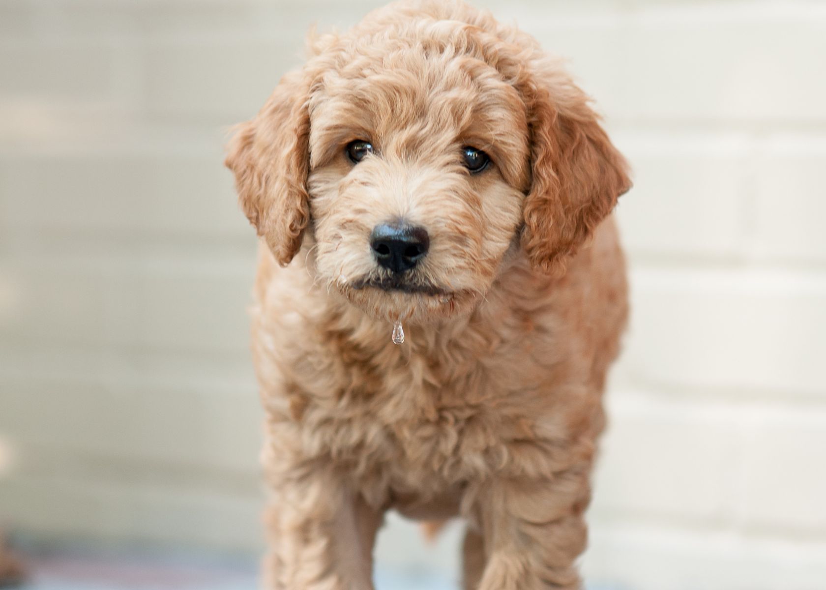 How to Increase Your Mini Goldendoodle's Lifespan?