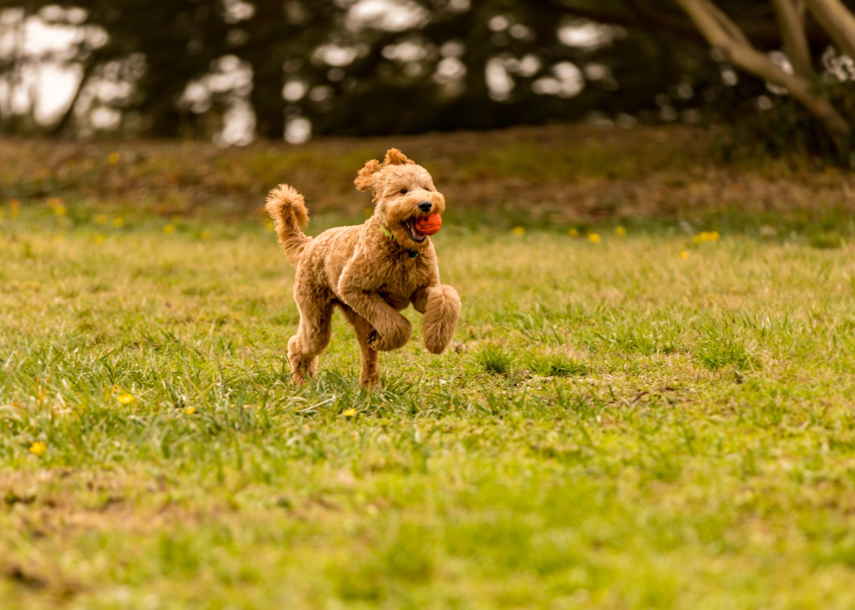 Pros and Cons of Having a Mini Goldendoodle as an Exercise Companion