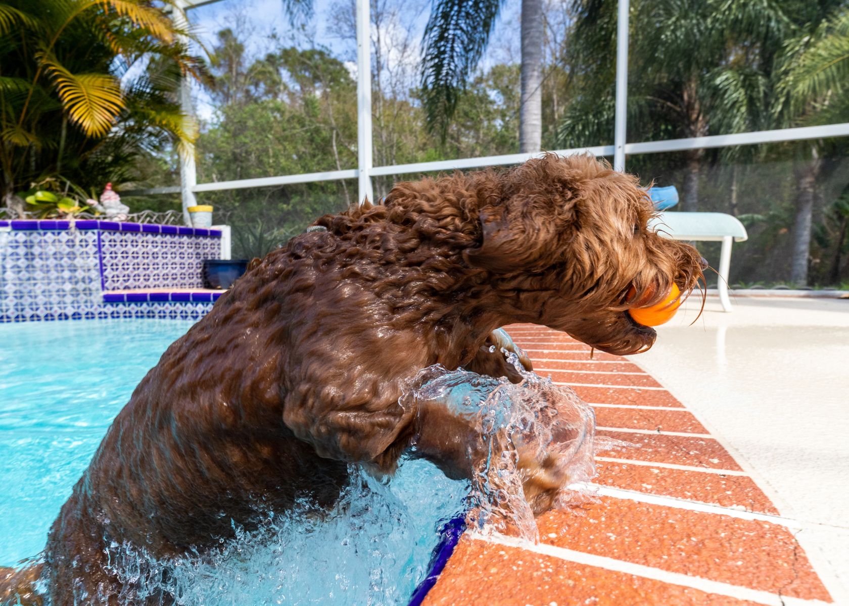 Providing Swimming Opportunities for Goldendoodles