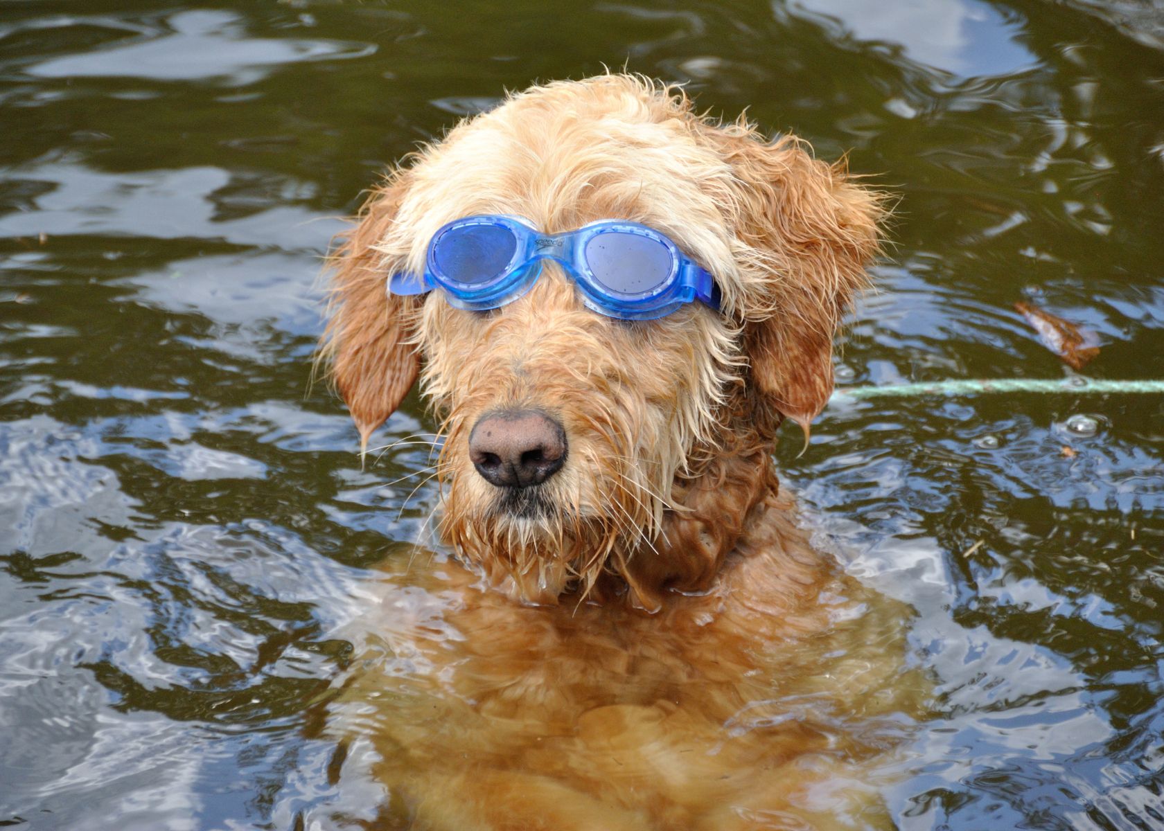 Safety Considerations for Goldendoodles Swimming