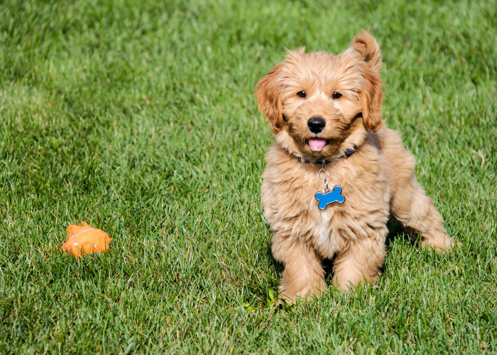 Signs of So Much Energy in Goldendoodles