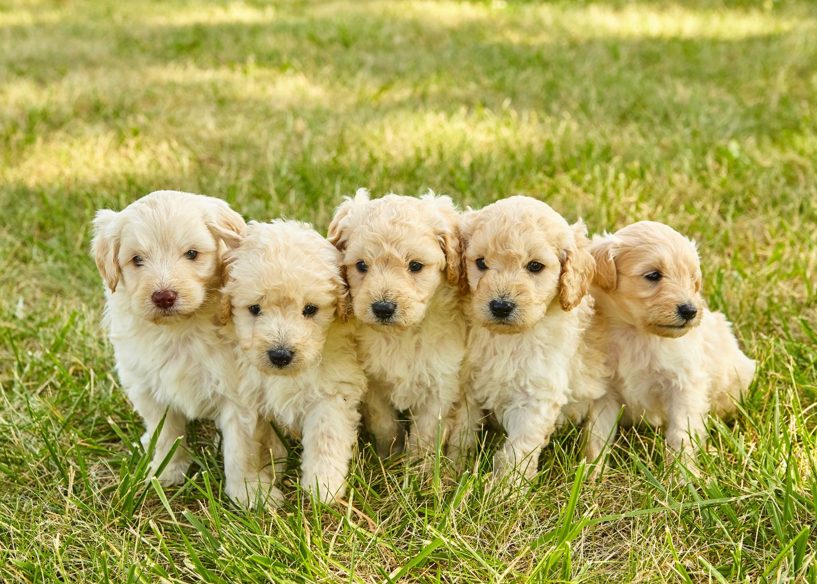 The 5 Life Stages of a Mini Goldendoodle