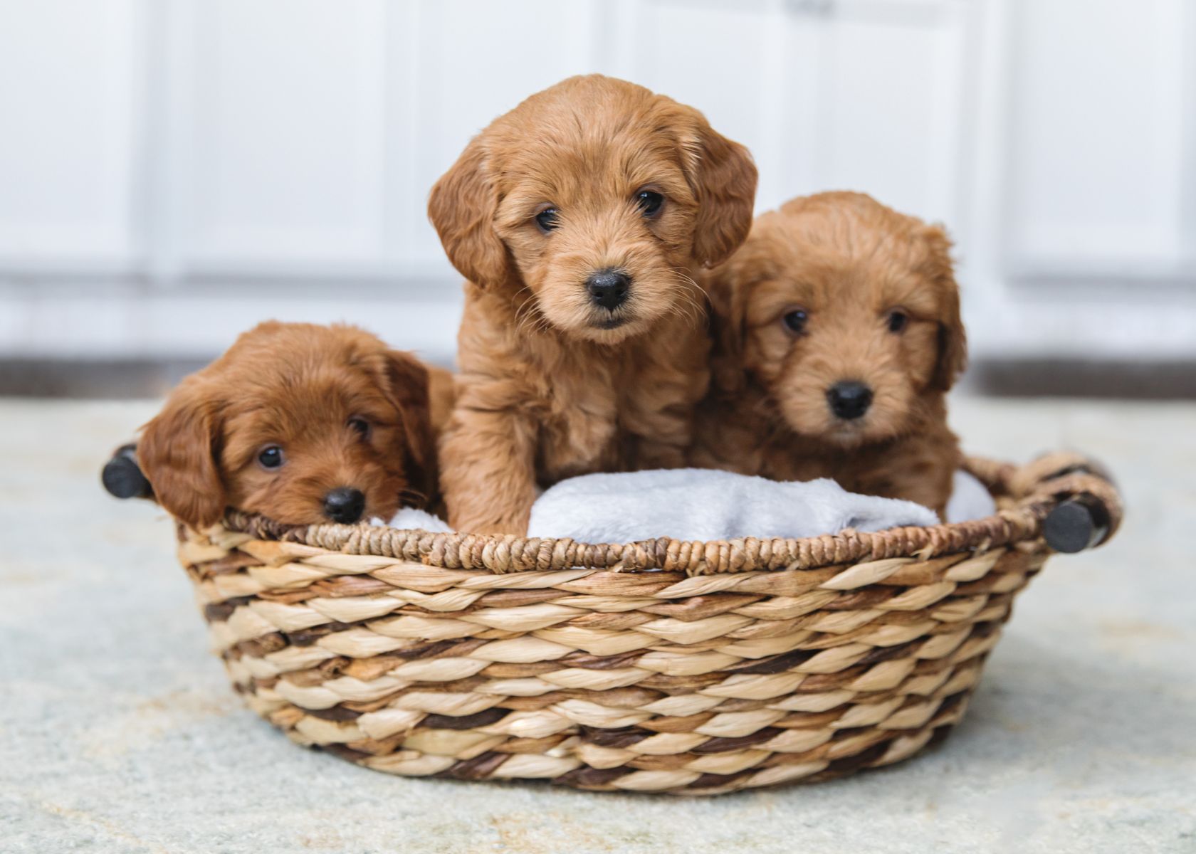 The Importance of Knowing When Your Goldendoodle is Fully Grown