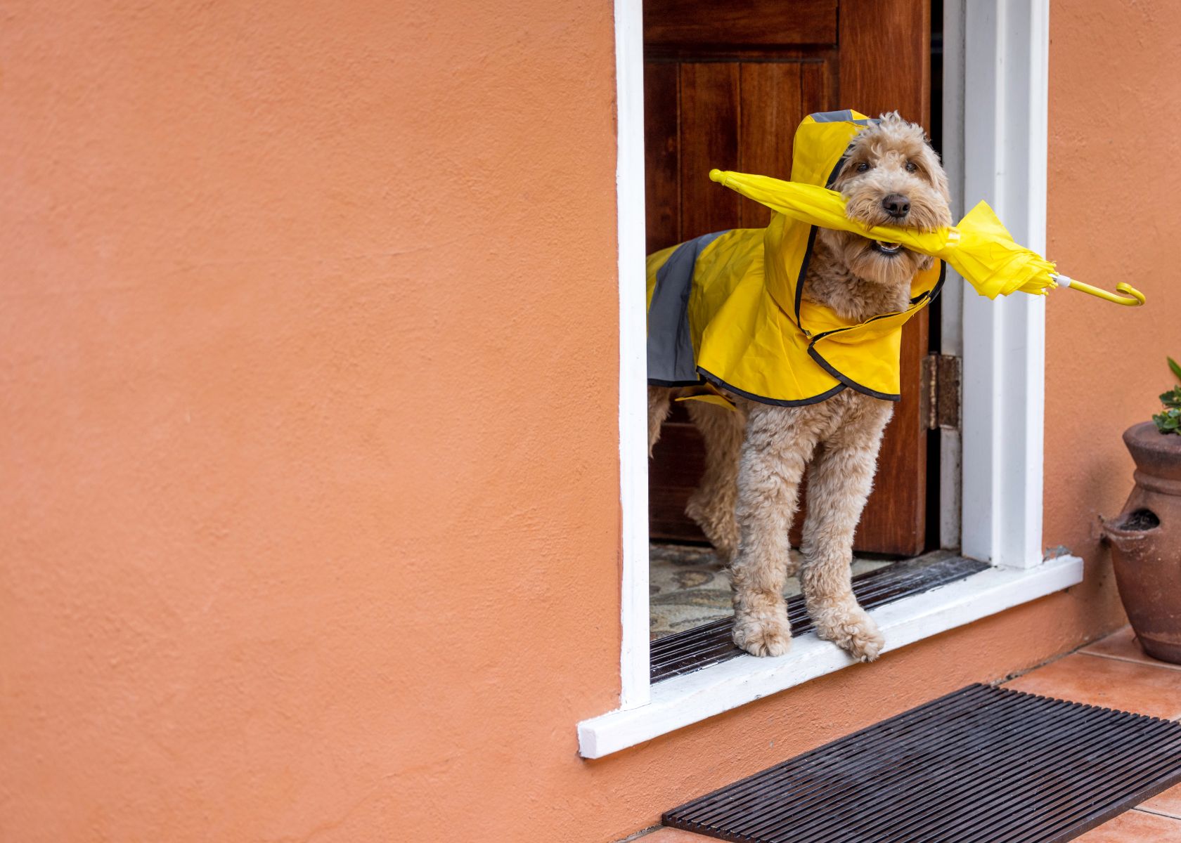 The Truth About Goldendoodles and Allergies