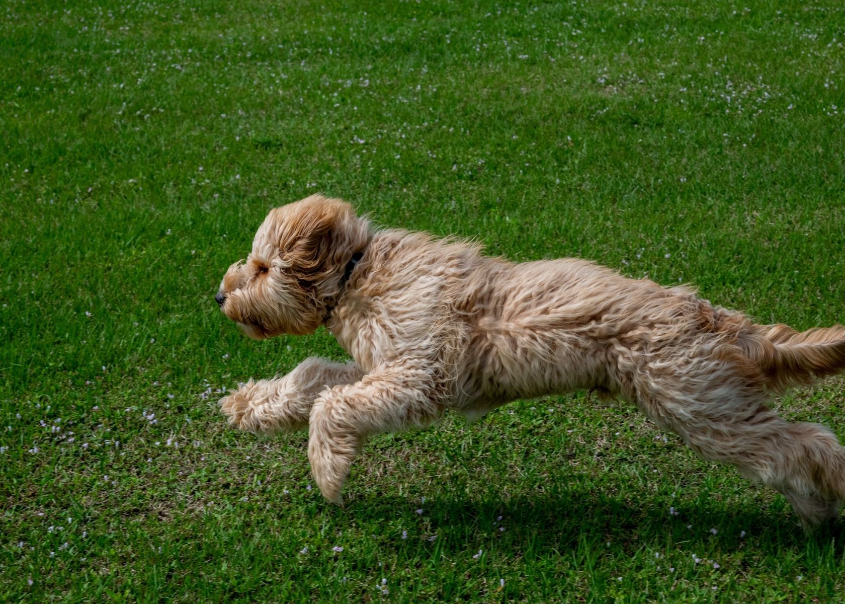 Tips for Reducing Goldendoodle Aggression