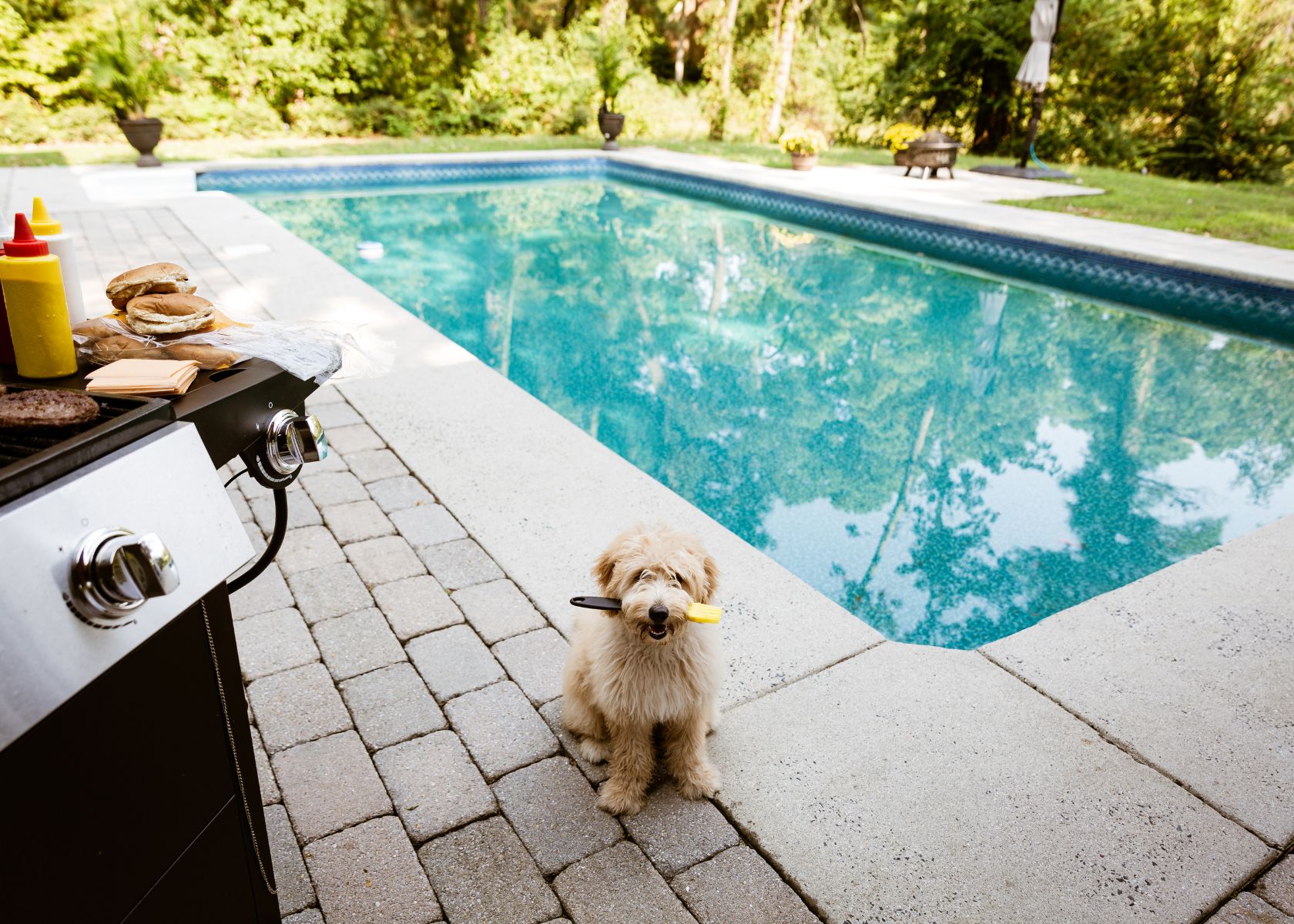 Tips for Teaching Goldendoodles to Swim