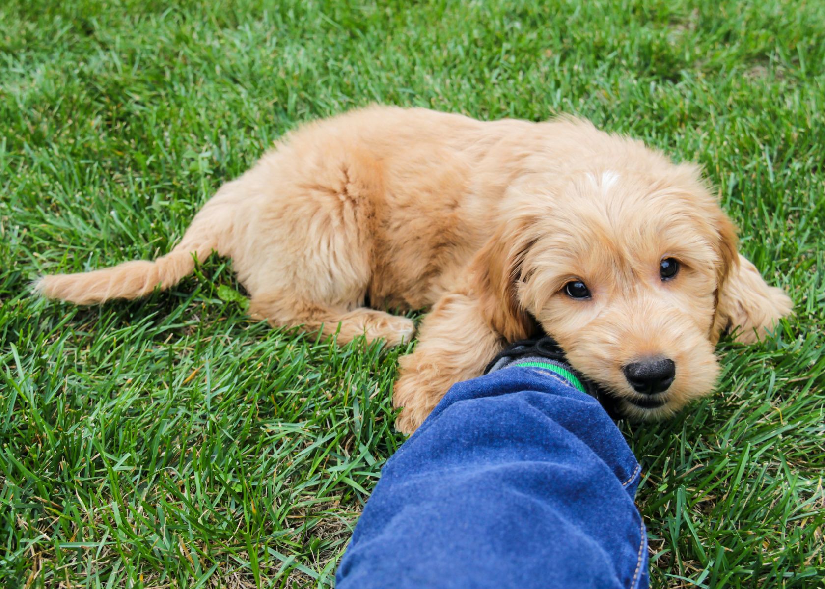 Ways to Help Calm Your Goldendoodle
