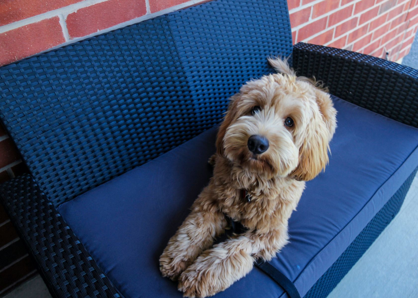 When to Expect Your Goldendoodle to Calm Down?