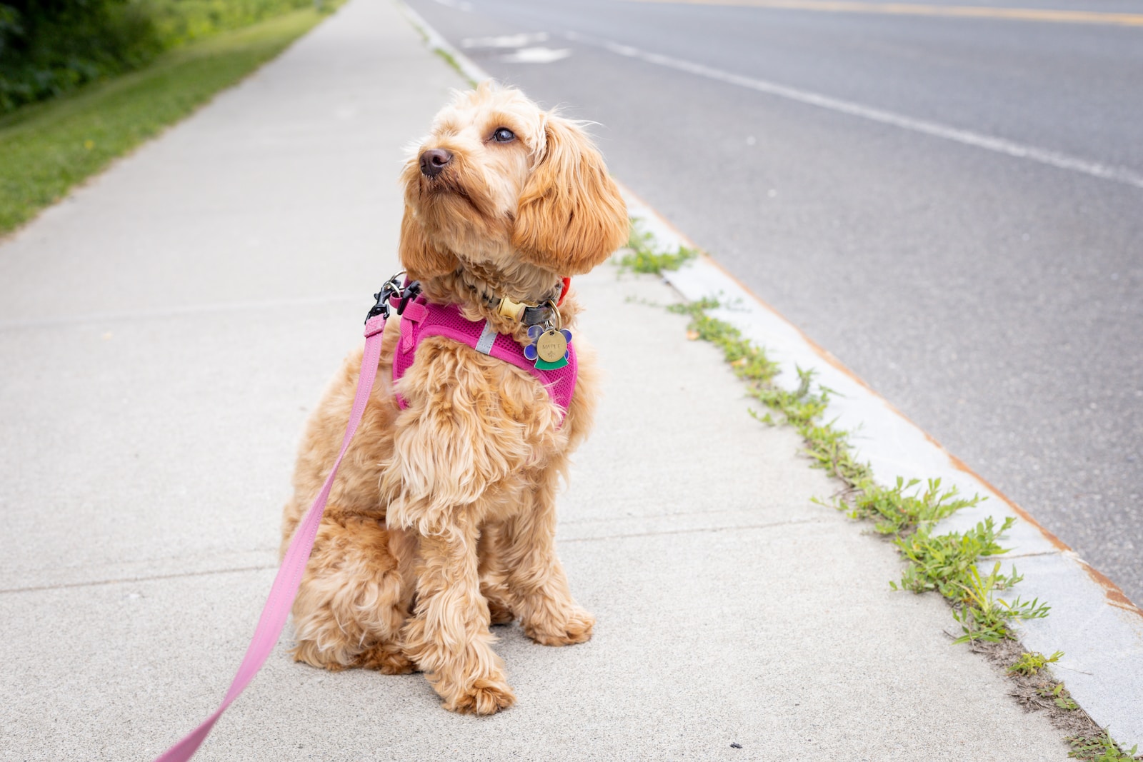 Are Mini Goldendoodles Easy to Train? Learn How to Train Them