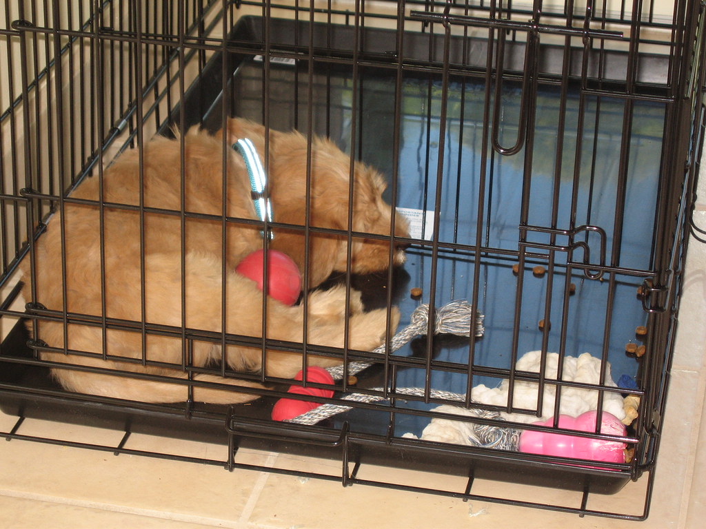 What Size Crate for Goldendoodle? Standard Goldendoodle Crate Size