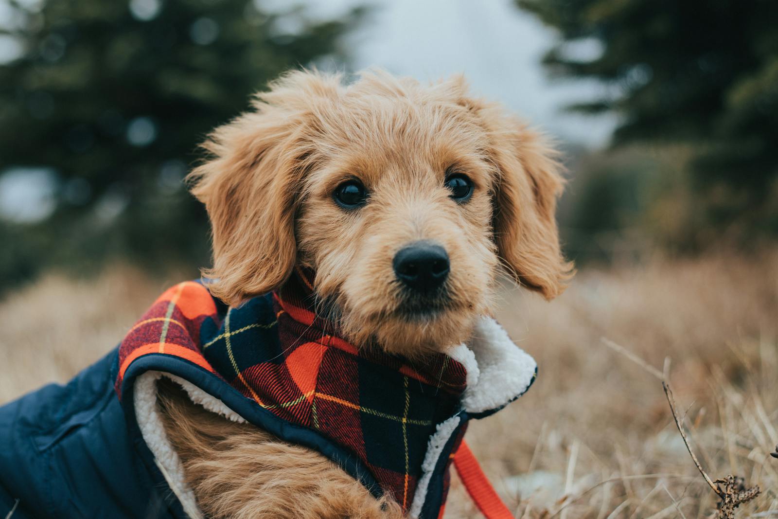 How Often to Bathe Goldendoodle Expert Grooming Tips Daring Doodle