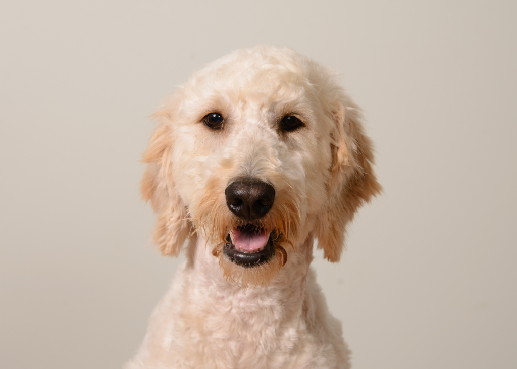 How Often to Bathe Goldendoodle