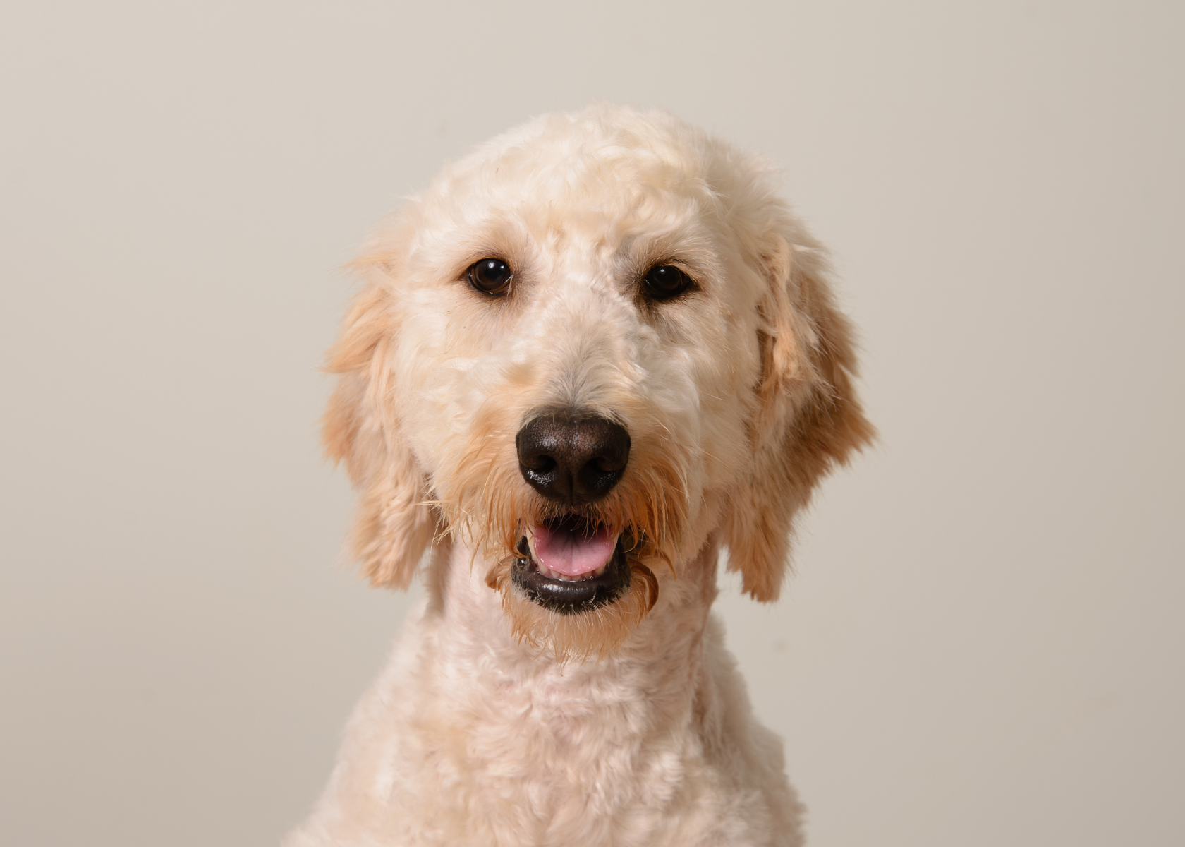 How Often to Bathe Goldendoodle Expert Grooming Tips Daring Doodle