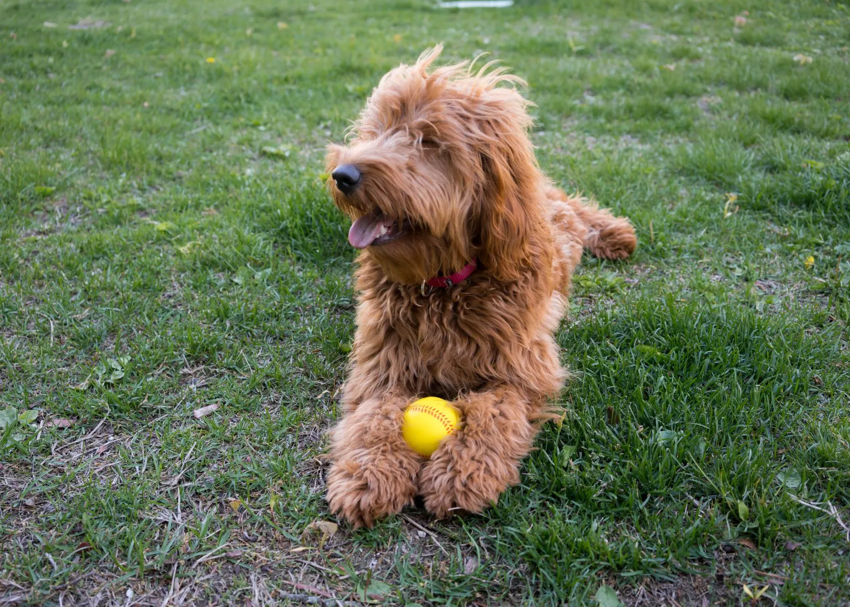 How to Train a Goldendoodle