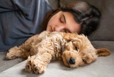 how to train a goldendoodle