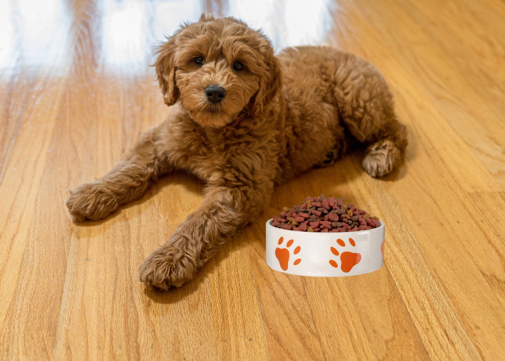 What Do Goldendoodles Eat? A Guide to Feeding Your Doodle Dog Daring