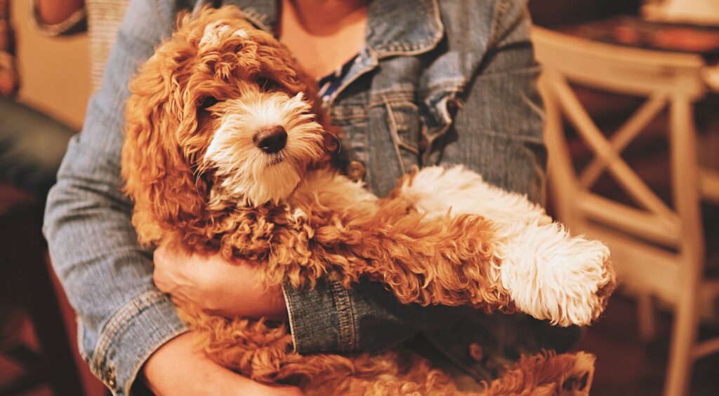 Benefits of Mini Goldendoodles as Family Dogs