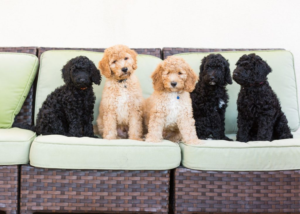 can a goldendoodle be black