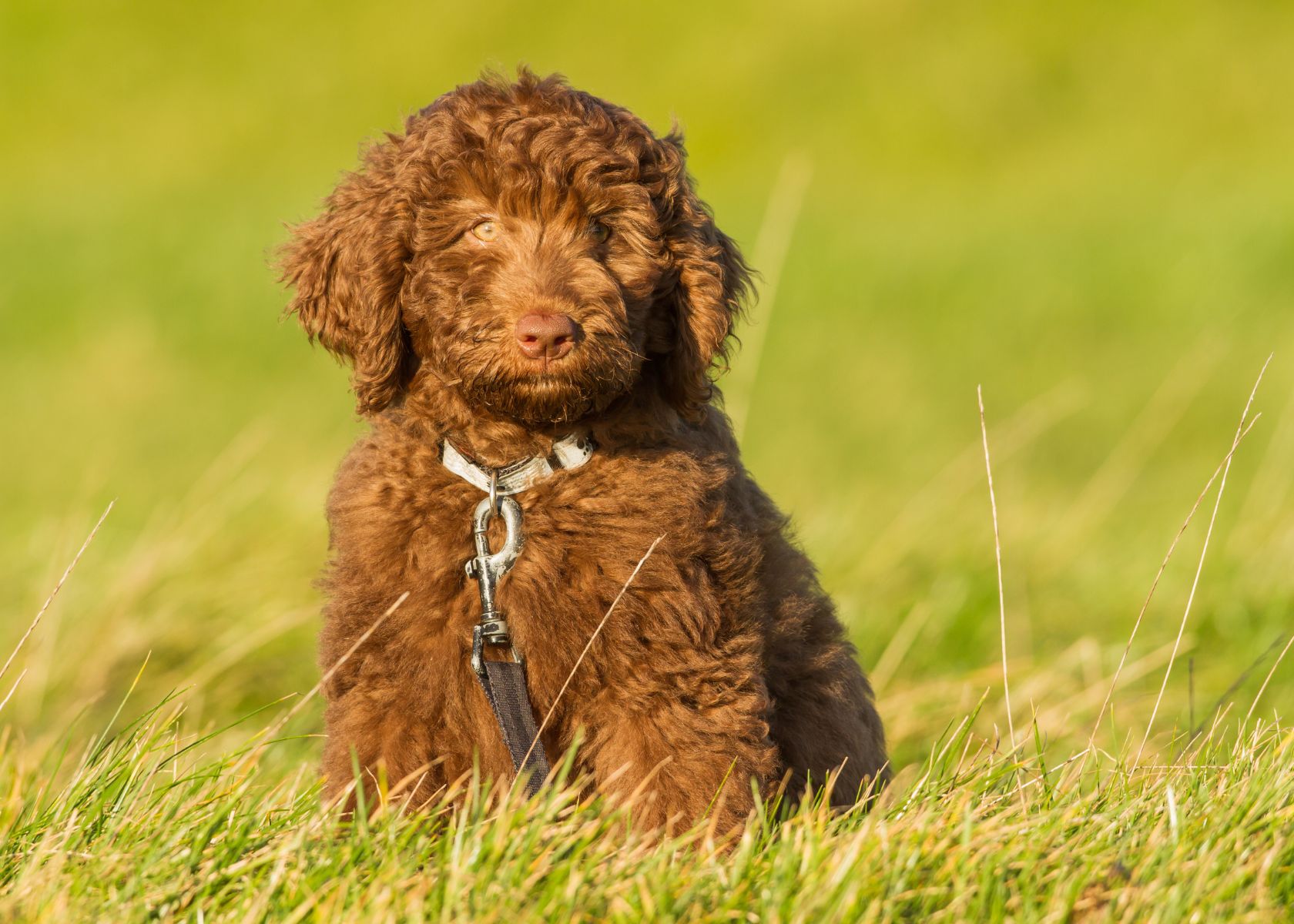 What is a Labradoodle? Breeds, Traits & Life Expectancy Daring Doodle