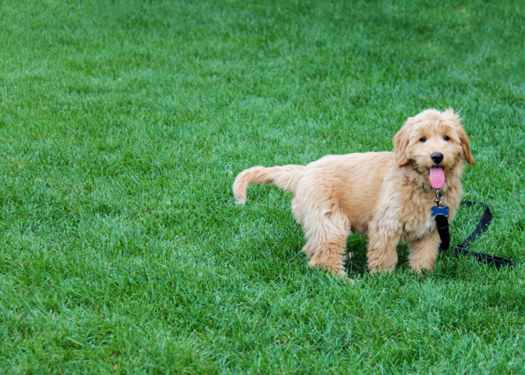 Pros and cons of an F1B Goldendoodle