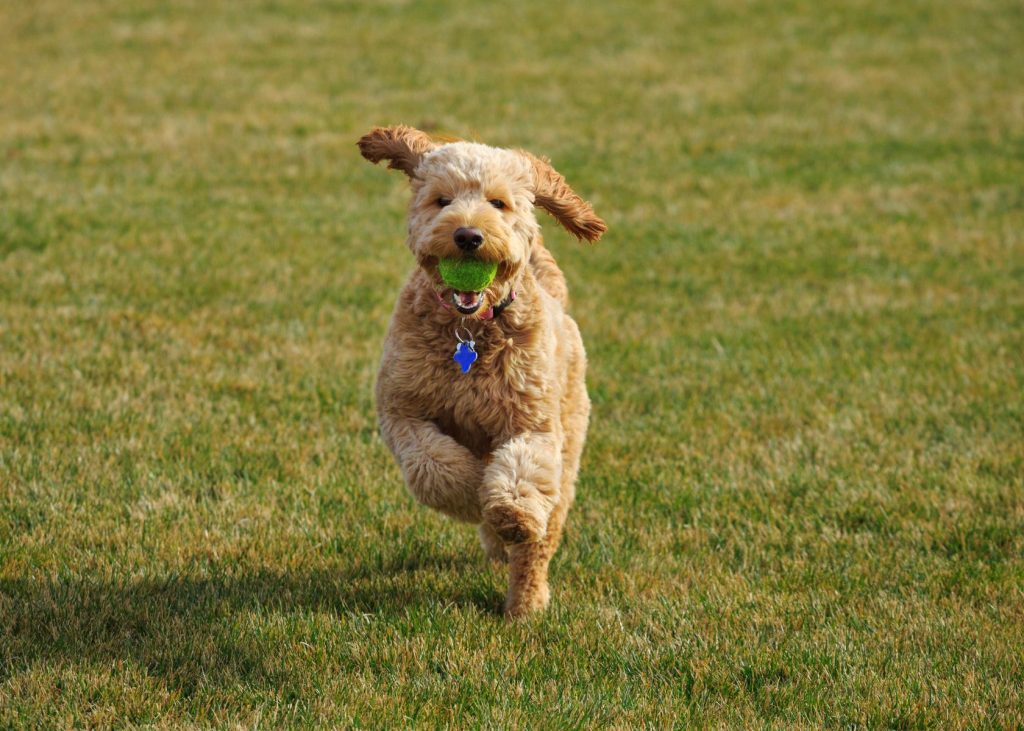 What is the Difference between Labradoodle and Goldendoodle (1)
